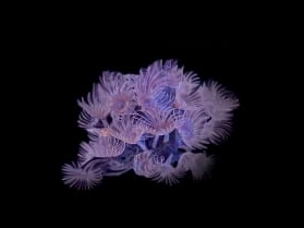 Brunnea Feather Duster <br> (<em>Bispira brunnea</em>)