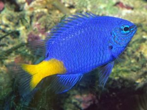 Yellowtail Damselfish <br> (<em>Chrysiptera parasema</em>)