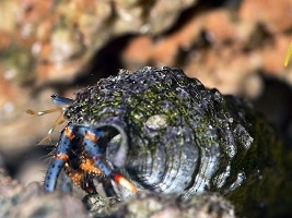 Blue Leg Hermit Crab <br> (<em>Clibanarius tricolor</em>)