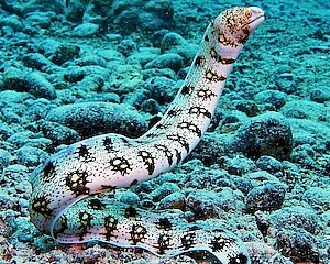 Snowflake Moray <br> (<em>Echidna nebulosa</em>)