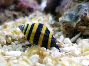 Bumble Bee Snail  <br> (<em>Engina mendicaria</em>)