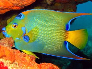 Queen Angelfish <br> (<em>Holacanthus ciliaris</em>)