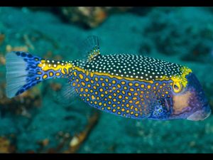 Boxfish - Black <br> (<em>Ostracion meleagris</em>)