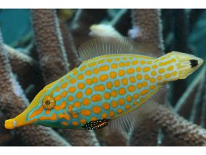 Orange Spotted Filefish <br> (<em>Oxymonacanthus longirostris</em>)