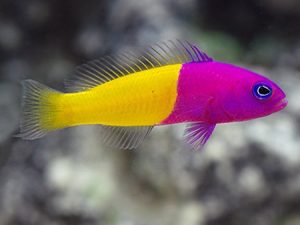 Royal Dottyback <br> (<em>Pictichromis paccagnellae</em>)