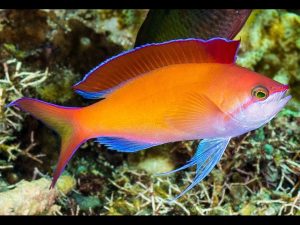 Peach fairy basslet <br> (<em>Pseudanthias dispar</em>)