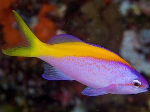 Yellow-backed anthias <br> (<em>Pseudanthias evansi</em>)