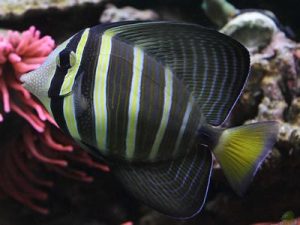 Sailfin Tang <br> (<em>Zebrasoma velifer</em>)