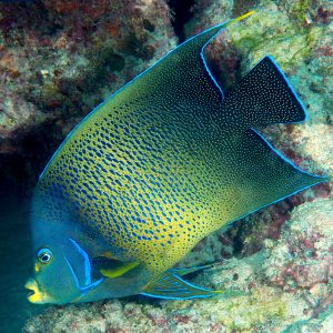 Koran Angelfish <br> (<em>Pomacanthus semicirculatus</em>)